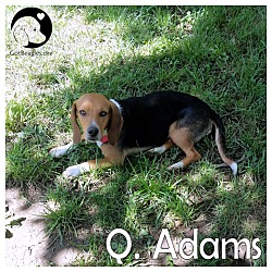 Thumbnail photo of Q Adams #1