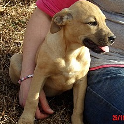 Thumbnail photo of Takota (14 lb) Pretty Pup! #3