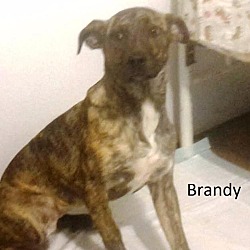 Photo of Brandy