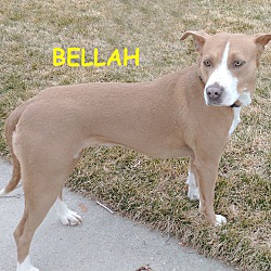 Thumbnail photo of BELLAH #1