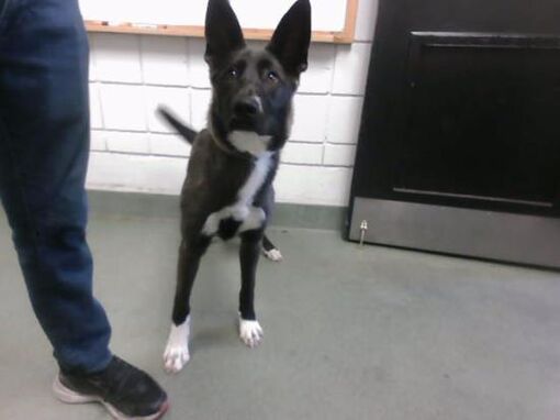 Albuquerque, NM - Belgian Malinois/Akita. Meet NIGHTWING a Pet for