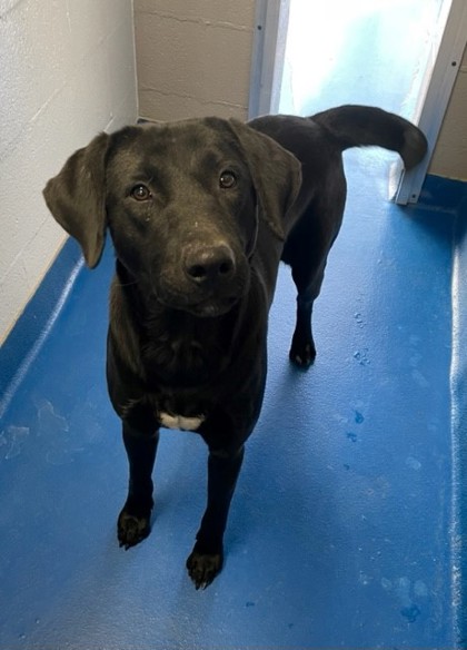 Lancaster, SC - Labrador Retriever. Meet Keri a Pet for Adoption ...