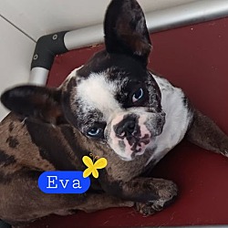 Thumbnail photo of Eva #1