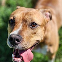 adopt a pet