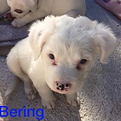 Thumbnail photo of Bering #2