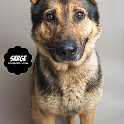 Thumbnail photo of Sarge #3
