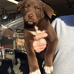 Photo of Puppy 5 adoption pending