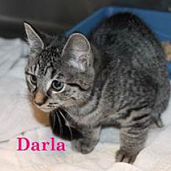 Thumbnail photo of Darla #1