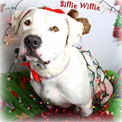 Thumbnail photo of Willie ~ Adopted #3