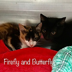 Thumbnail photo of FIREFLY see BUTTERFLY #2