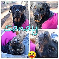 Photo of Sandy