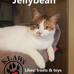 Thumbnail photo of Jellybean #3