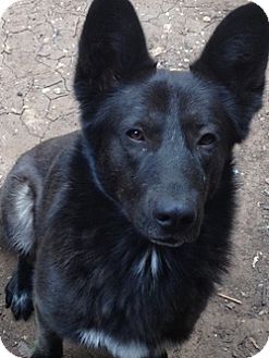 Dripping Springs Tx German Shepherd Dog Meet Smoky A Pet For