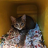 adopt a pet