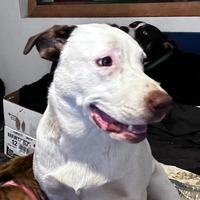 adopt-pet