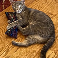 adopt a pet
