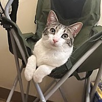 adopt a pet