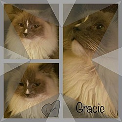 Thumbnail photo of Gracie - purebred #4