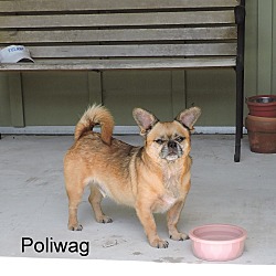 Thumbnail photo of Poliwag #2