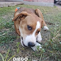 Thumbnail photo of Diego #2
