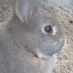Thumbnail photo of Flopsy Mopsy Peter Cottontail #2
