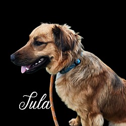 Photo of Tula