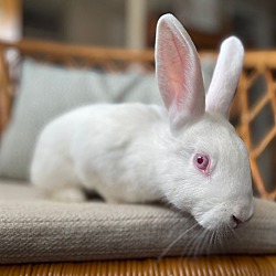 Photo of Bunnicula (Bonded to Carl Stor