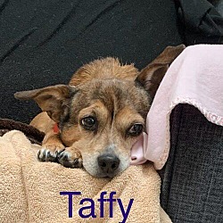 Thumbnail photo of Taffy Wags #1