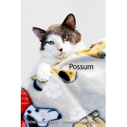 Photo of Possum