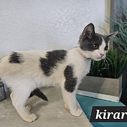 Thumbnail photo of Kirara #2