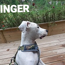 Thumbnail photo of Dinger (3mo,20lbs) #3