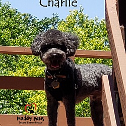 Thumbnail photo of Charlie #4