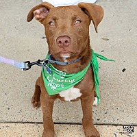 adopt a pet