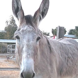 Photo of EYORE the Donkey