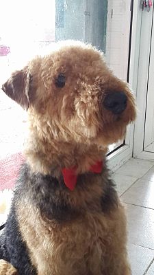 airedale terrier for adoption near me