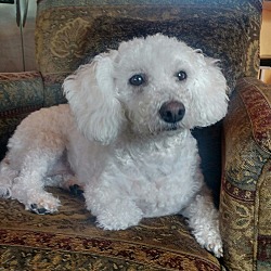Adopted pets at Safe Haven Bichon and 