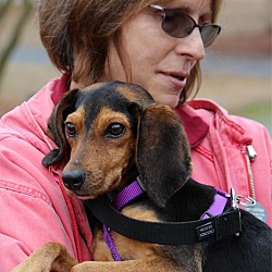 Thumbnail photo of Ruthie-Adoption Pending #4