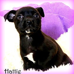 Thumbnail photo of Hattie~adopted! #1