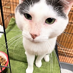 Photo of Mowgli
