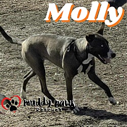 Thumbnail photo of Molly (Courtesy Post) #4