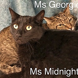 Thumbnail photo of Ms Midnight and Ms Georgie   Martinez PFE  May 25 #4