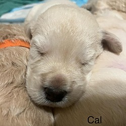Thumbnail photo of Cal #2