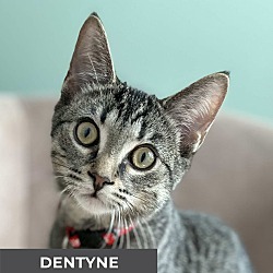 Thumbnail photo of Dentyne #1