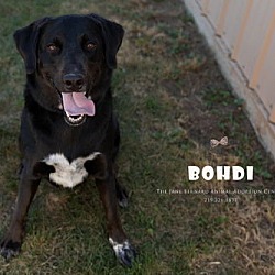 Thumbnail photo of Bodhi #1