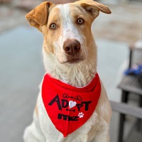 adopt a pet
