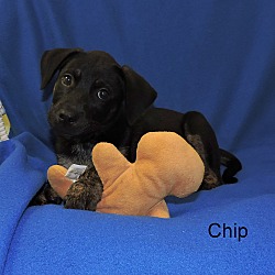 Thumbnail photo of Chip #2