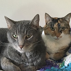 bonded pet photo