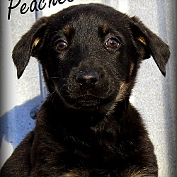 Thumbnail photo of Peaches~adopted! #3