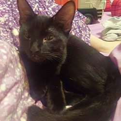 Photo of Raven
