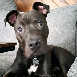 Photo of Otis